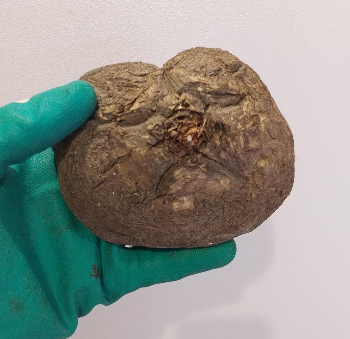 発根マスターへの道 3つの重要なこと】亀甲竜 発根管理で