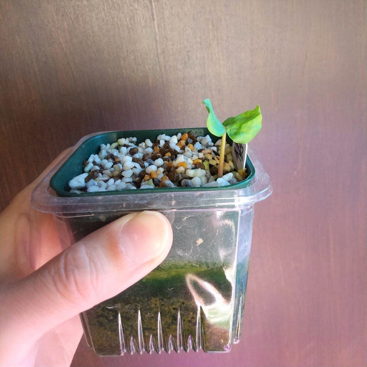 失敗しない実生の5つのコツ】Commiphora kataf コミフォラ 失敗しない実生の5つのコツ】Commiphora kataf コミフォラ