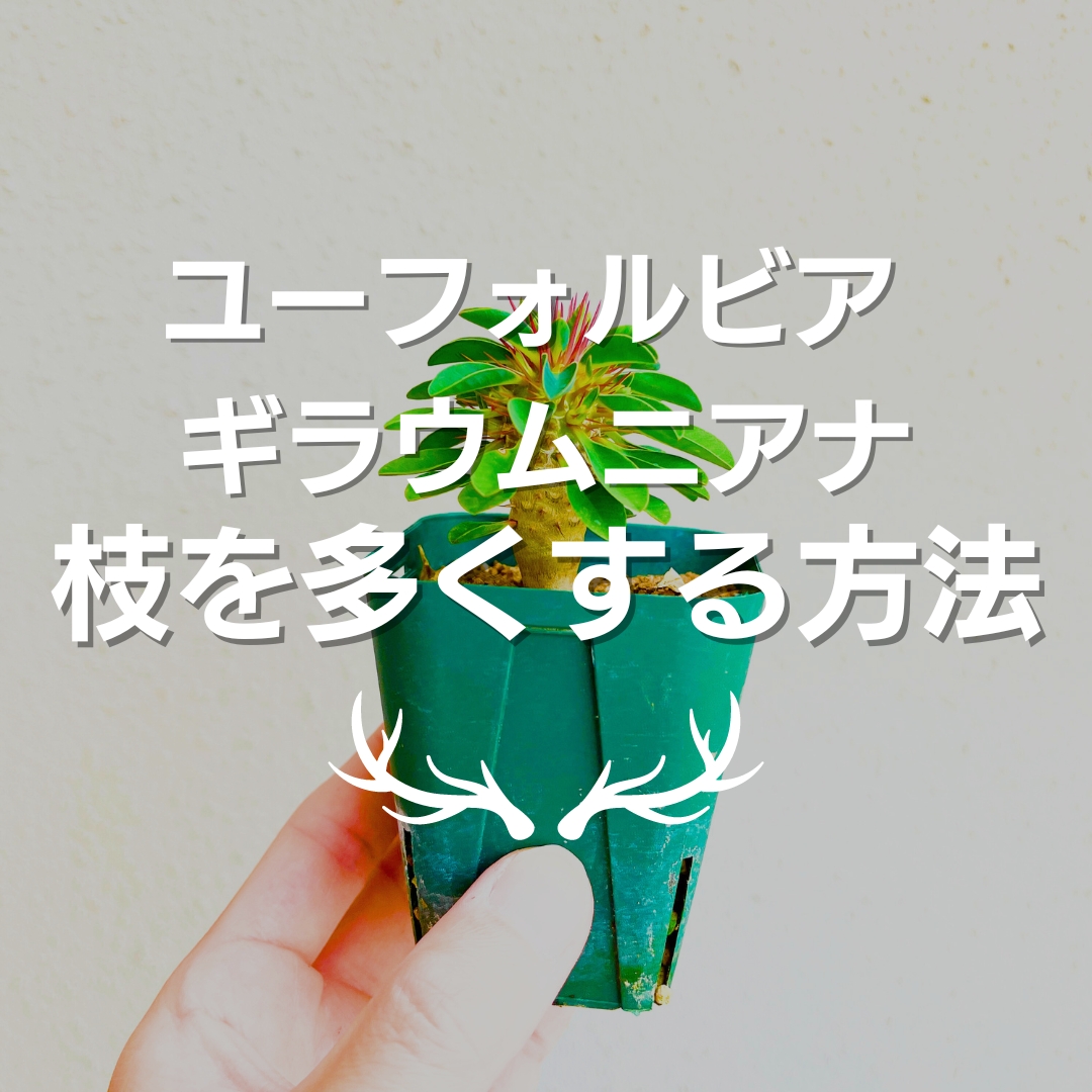 ユーフォルビア ギラウムニアナを枝を多くする方法 - And Plants