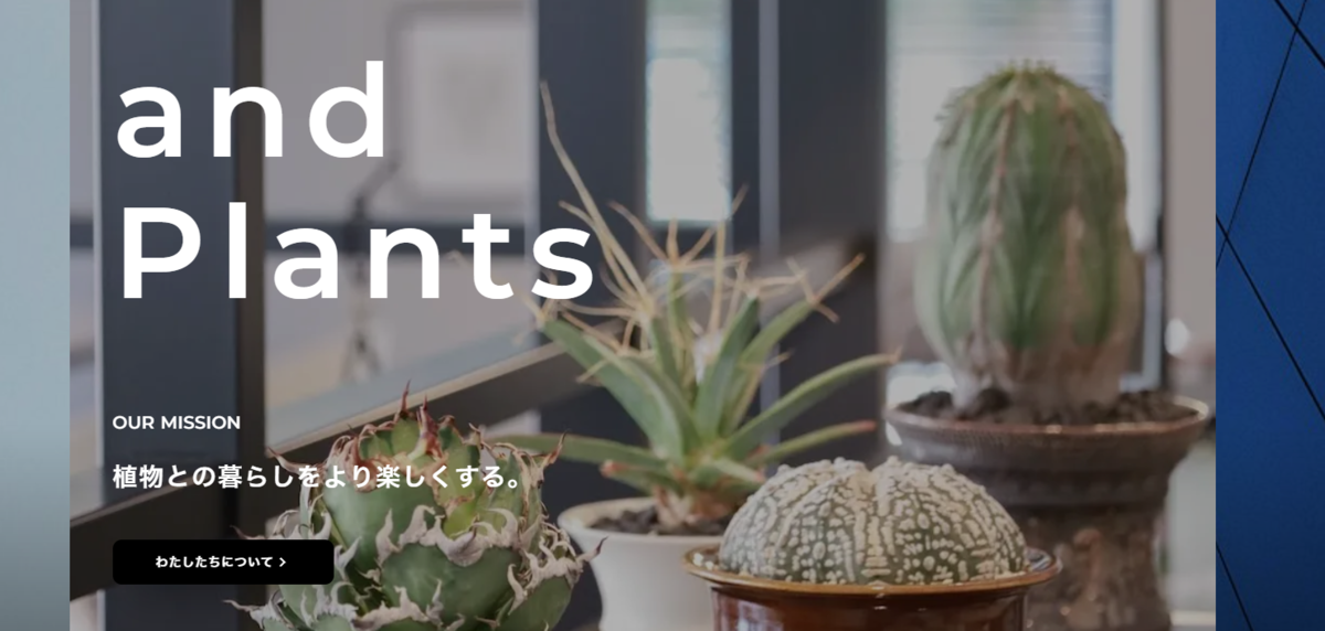 ロンギツベルクローサ栽培 種から育てるための情報共有 - And Plants