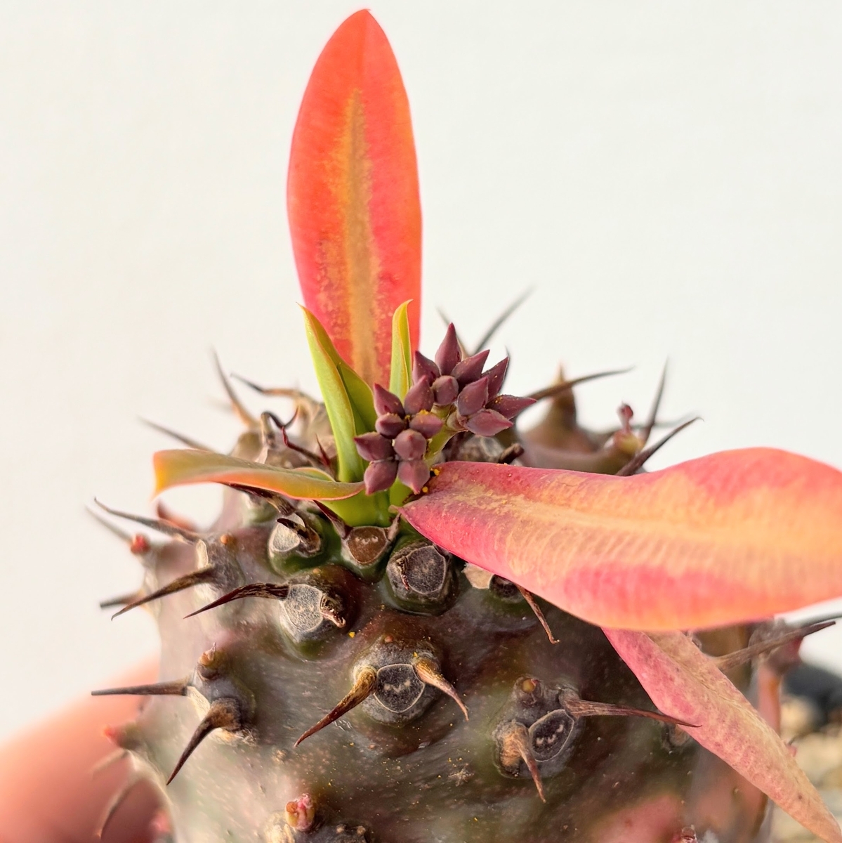 パキポディオイデス 花と実生：受粉〜種まき完全ガイド - And Plants