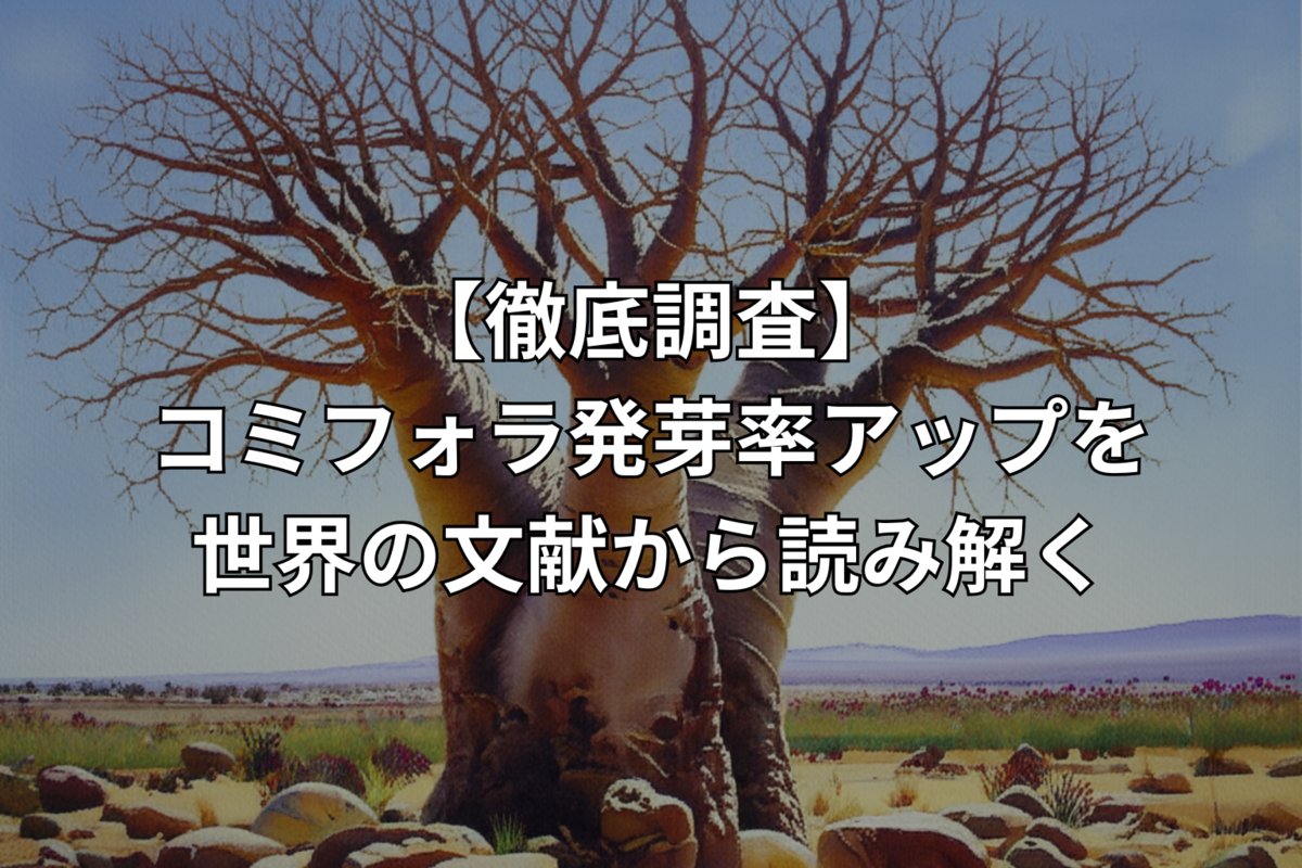 コミフォラ•カペンシス　実生　① コミフォラ•カペンシス 実生 ① 塊根植物・コーデックス