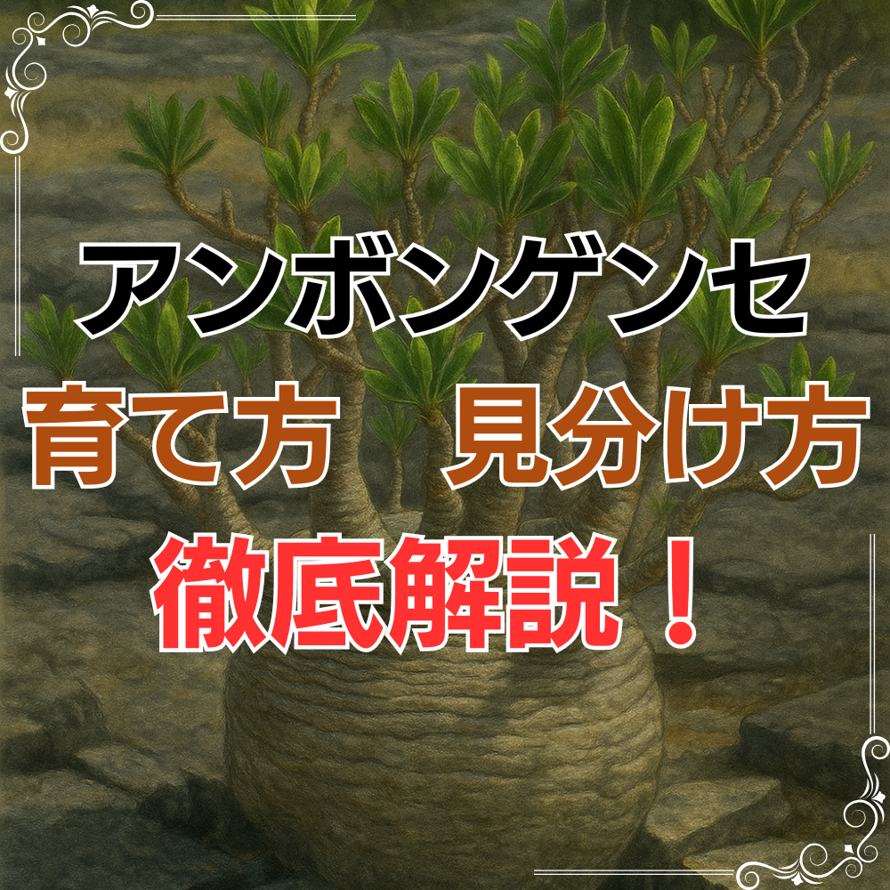 保存版】希少種パキポディウム・アンボンゲンセの育て方と見分け方