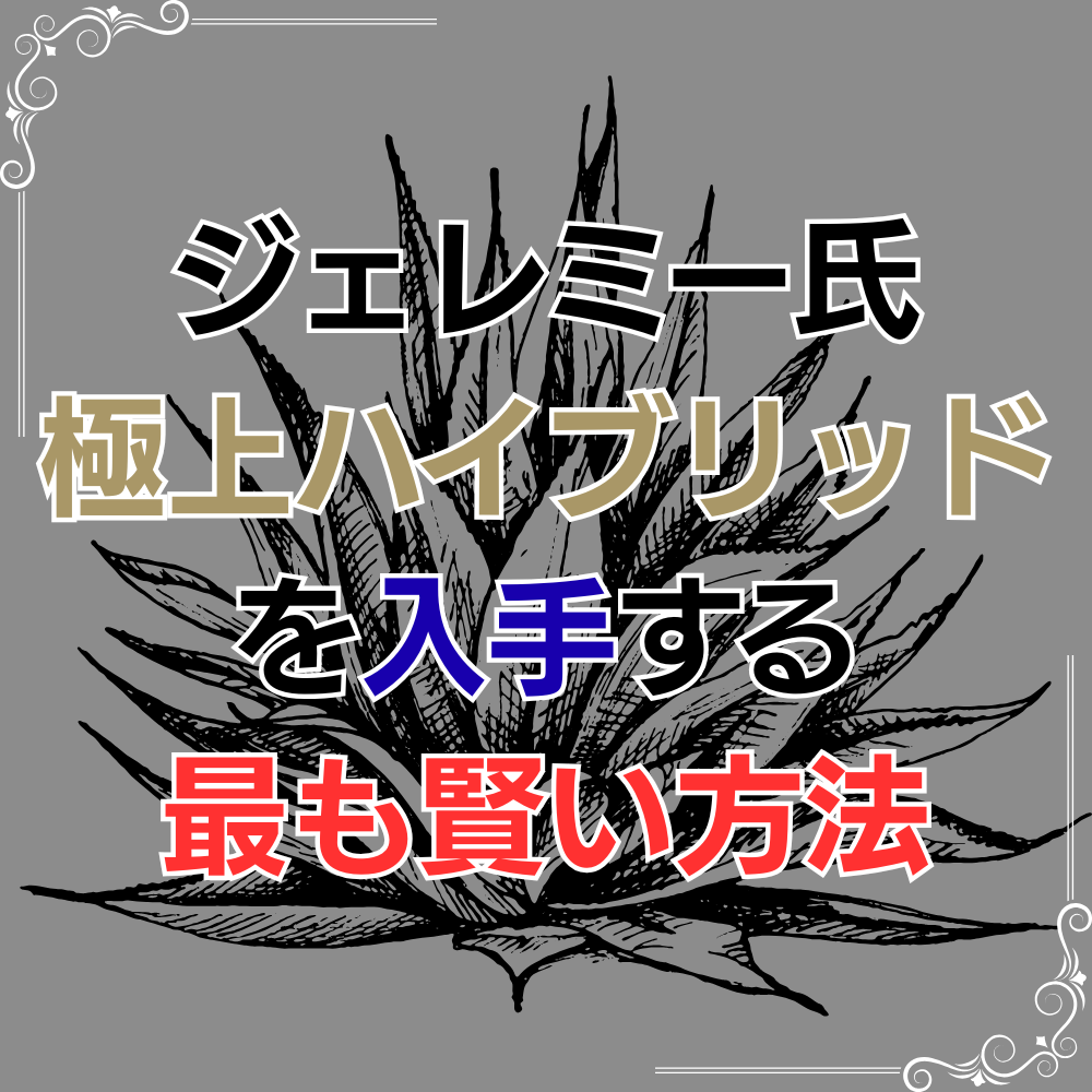 アガベ シャウィ×パラサナ ジェレミー株 連棘 美株　hidden agave アガベ シャウィ×パラサナ ジェレミー株 連棘 美株 hidden agave