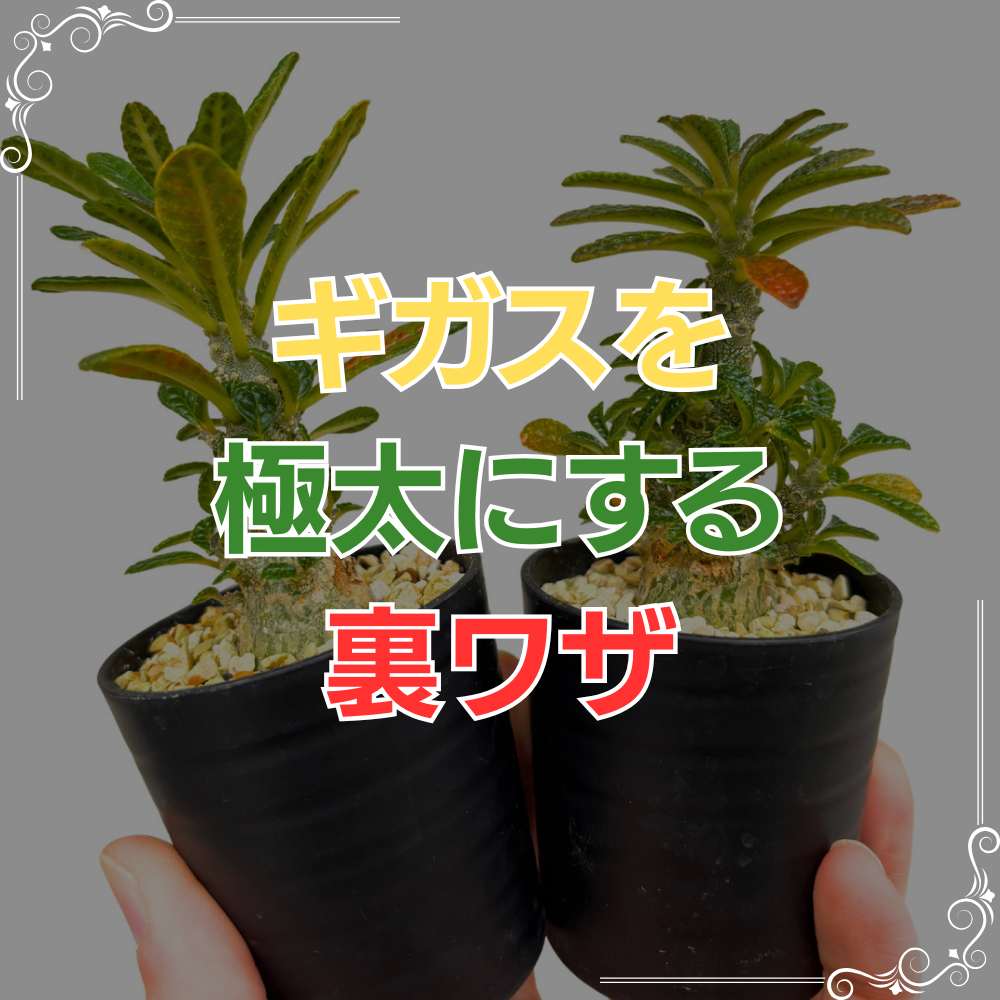 ドルステニア ギガス 挿し木発根後2度越冬株 鉢ごと発送