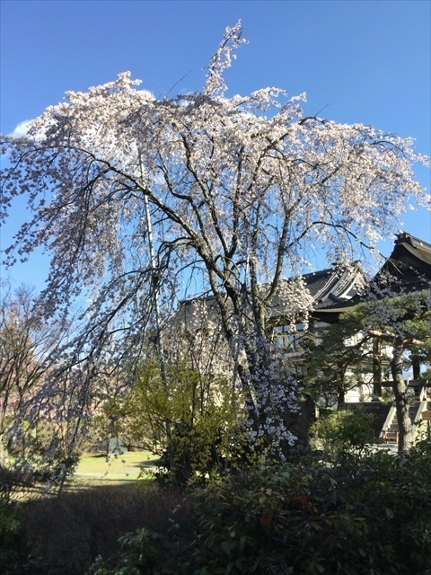 f:id:nantokacha:20190416074040j:plain f:id:nantokacha:20190416074040j:plain