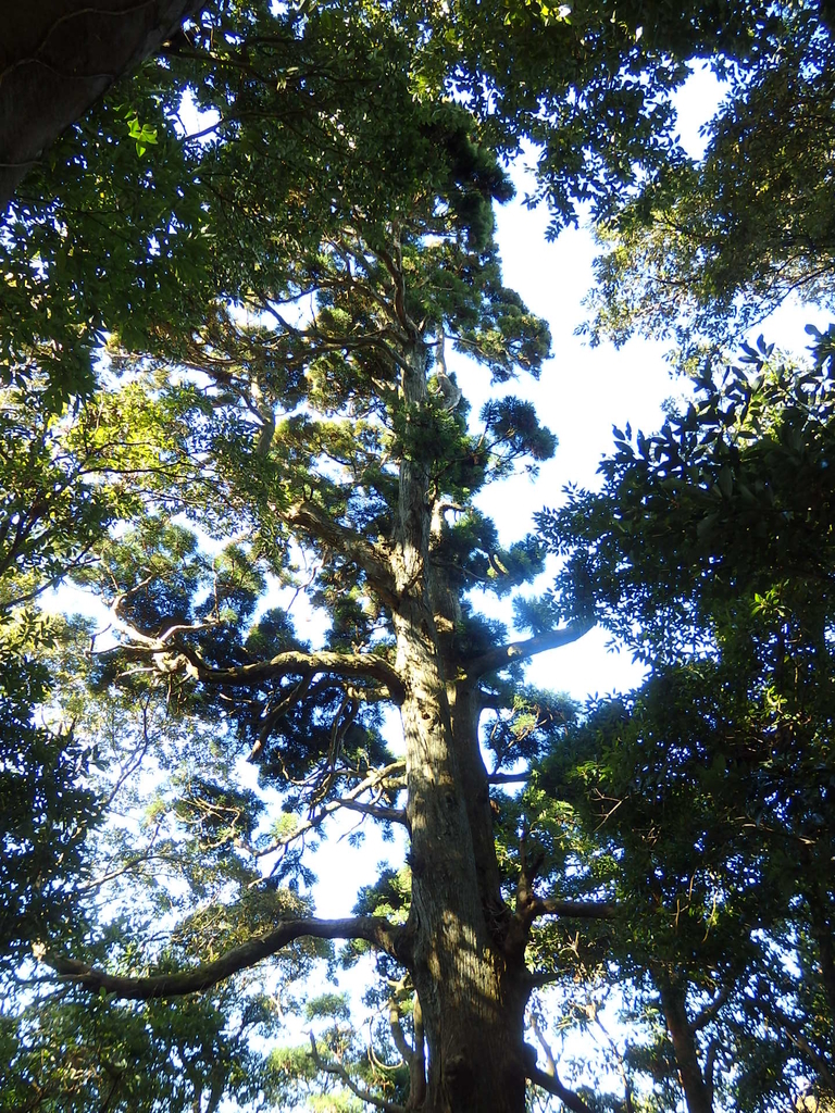 f:id:nantyatteojisan:20190119152317j:plain f:id:nantyatteojisan:20190119152317j:plain