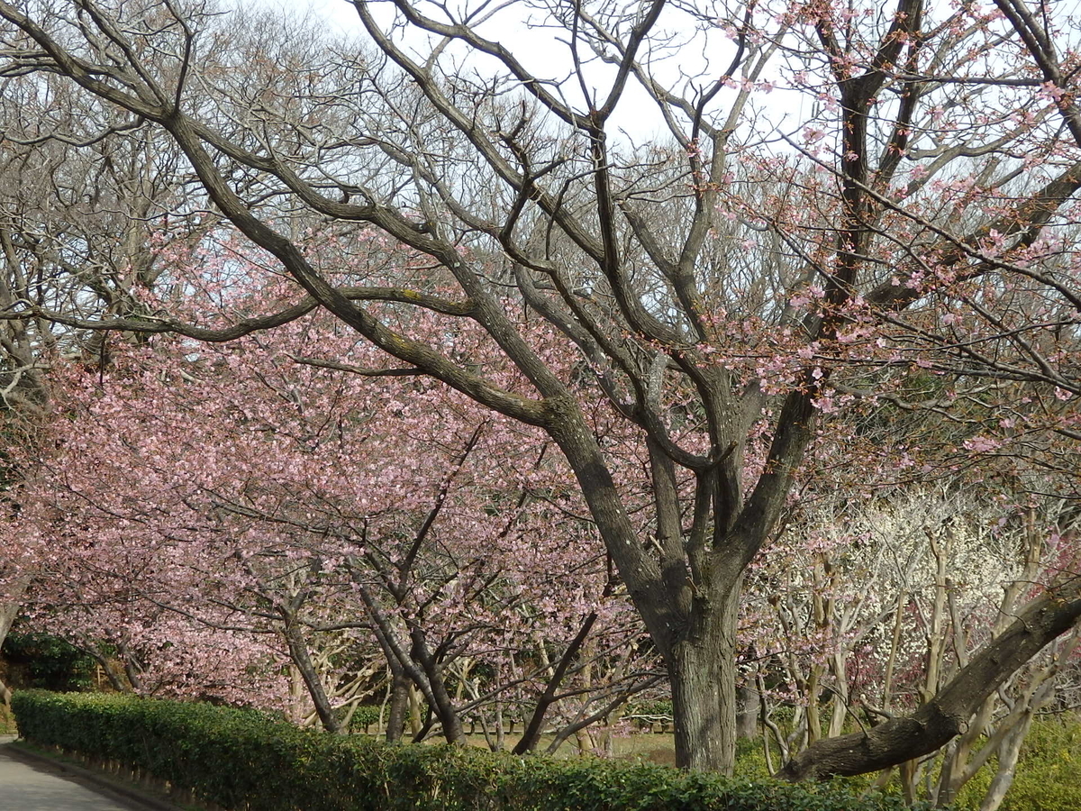 f:id:nantyatteojisan:20200220154218j:plain f:id:nantyatteojisan:20200220154218j:plain
