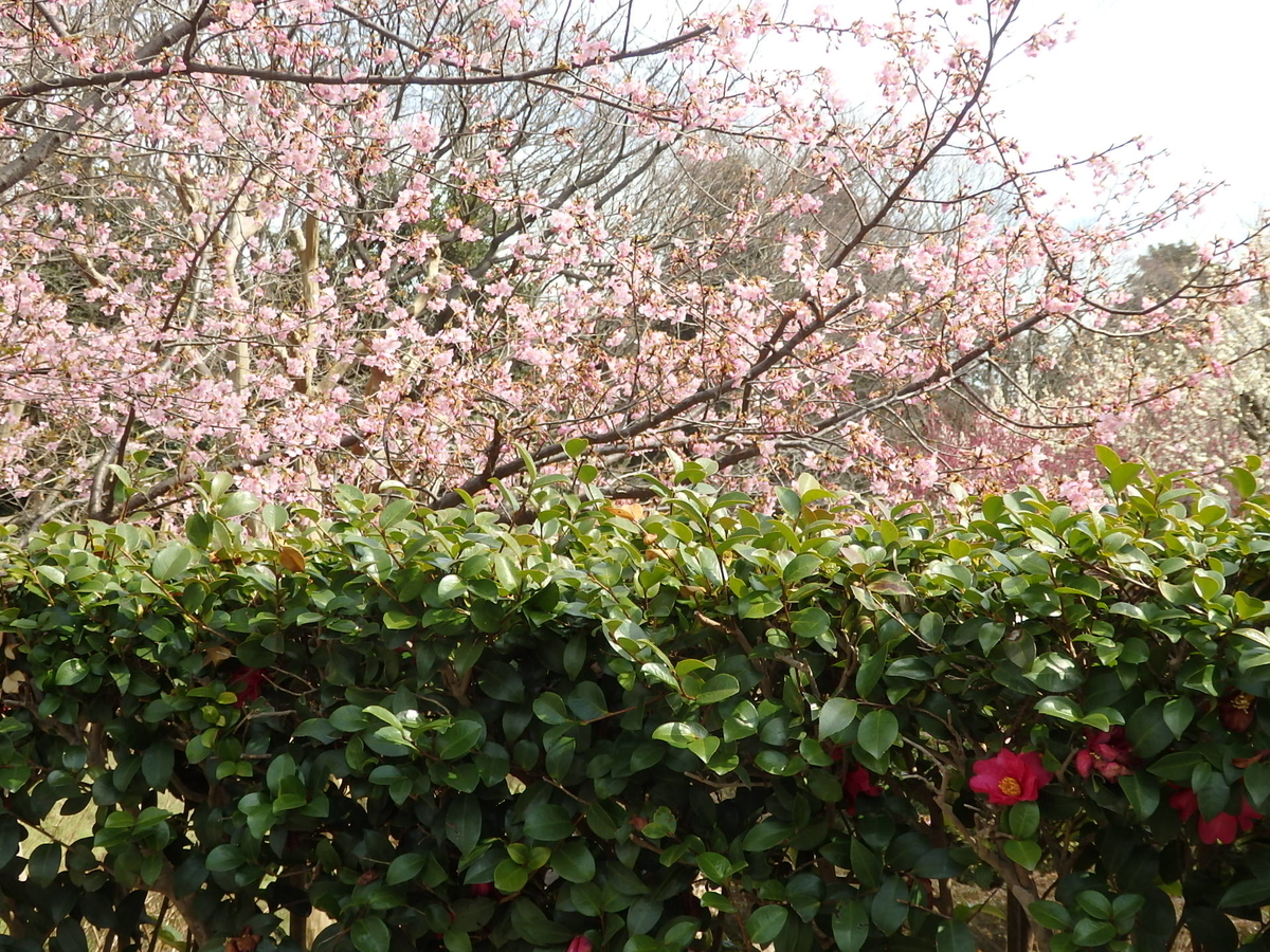 f:id:nantyatteojisan:20200220154318j:plain f:id:nantyatteojisan:20200220154318j:plain