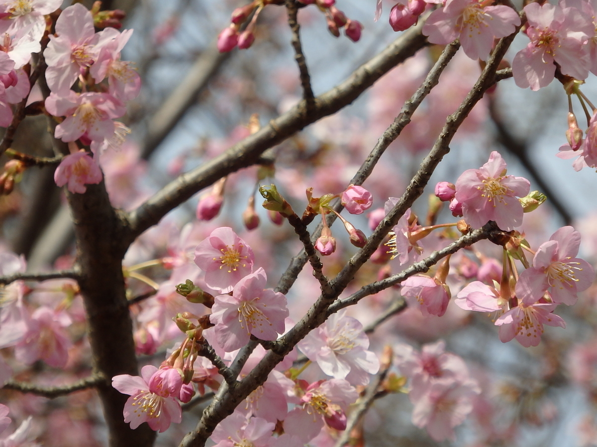 f:id:nantyatteojisan:20200220154357j:plain f:id:nantyatteojisan:20200220154357j:plain