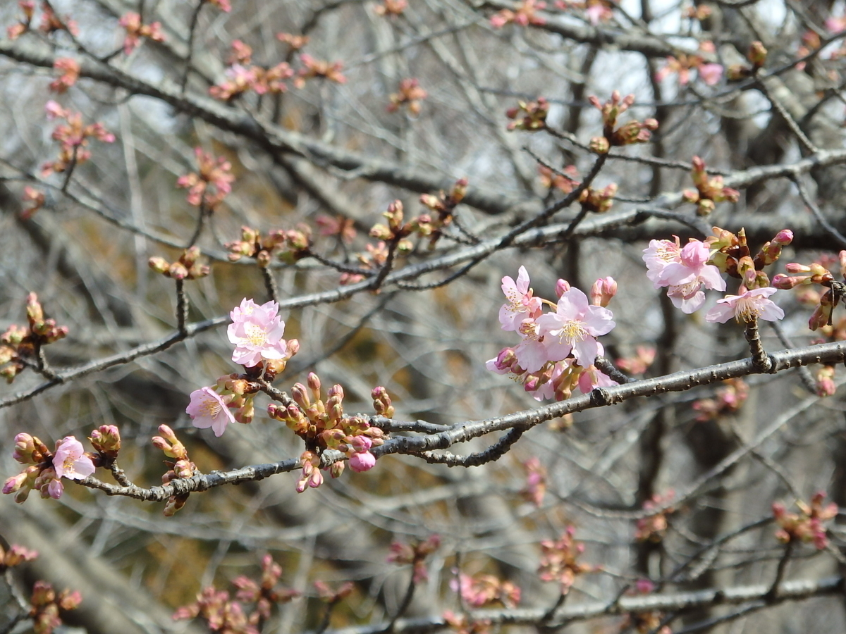 f:id:nantyatteojisan:20200220154601j:plain f:id:nantyatteojisan:20200220154601j:plain