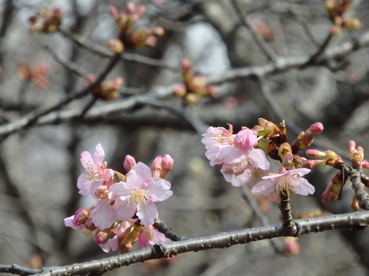 f:id:nantyatteojisan:20200220154627j:plain f:id:nantyatteojisan:20200220154627j:plain