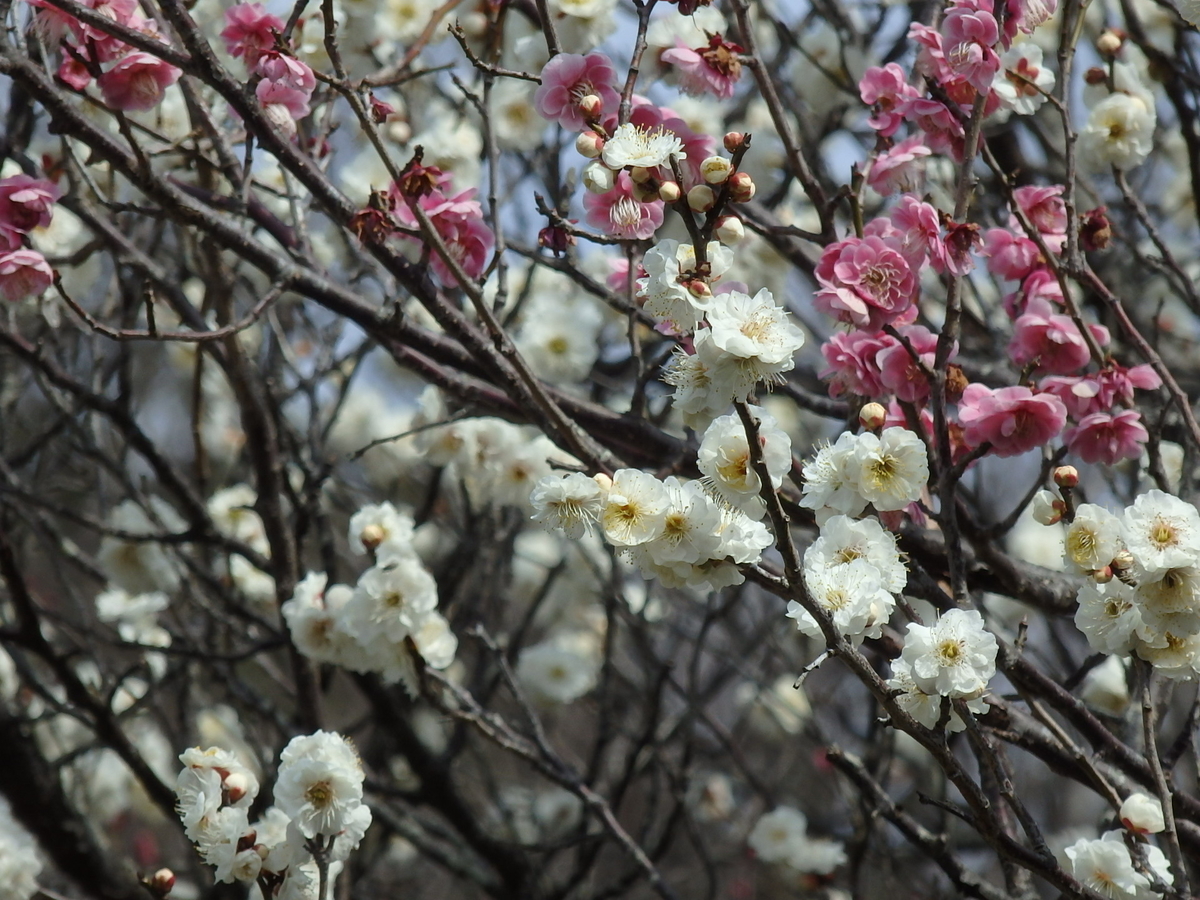 f:id:nantyatteojisan:20200220154723j:plain f:id:nantyatteojisan:20200220154723j:plain