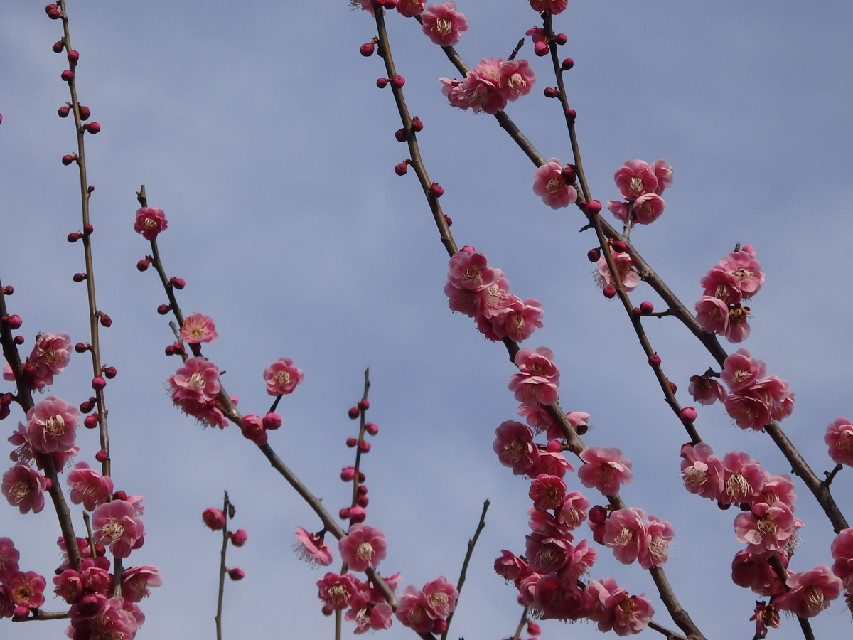 f:id:nantyatteojisan:20200220154754j:plain f:id:nantyatteojisan:20200220154754j:plain