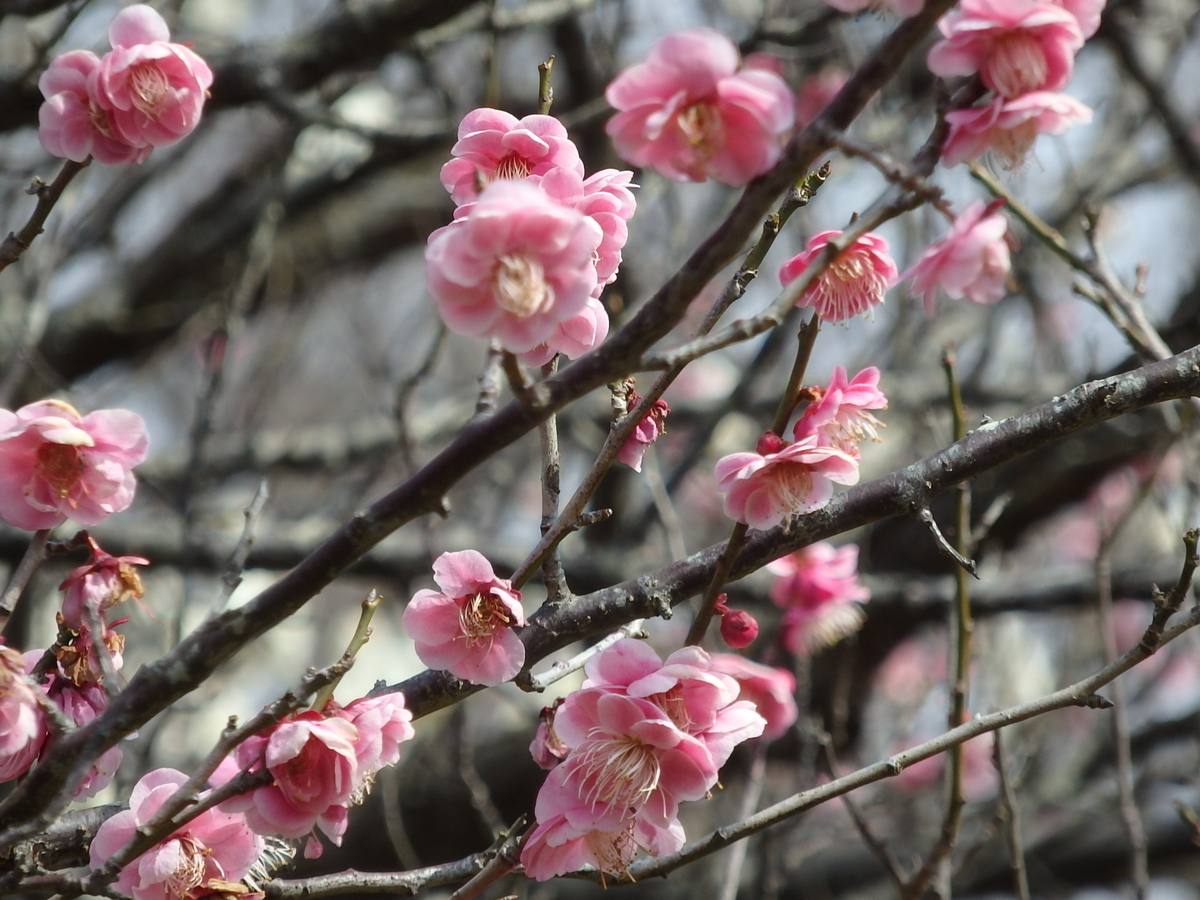 f:id:nantyatteojisan:20200220154825j:plain f:id:nantyatteojisan:20200220154825j:plain