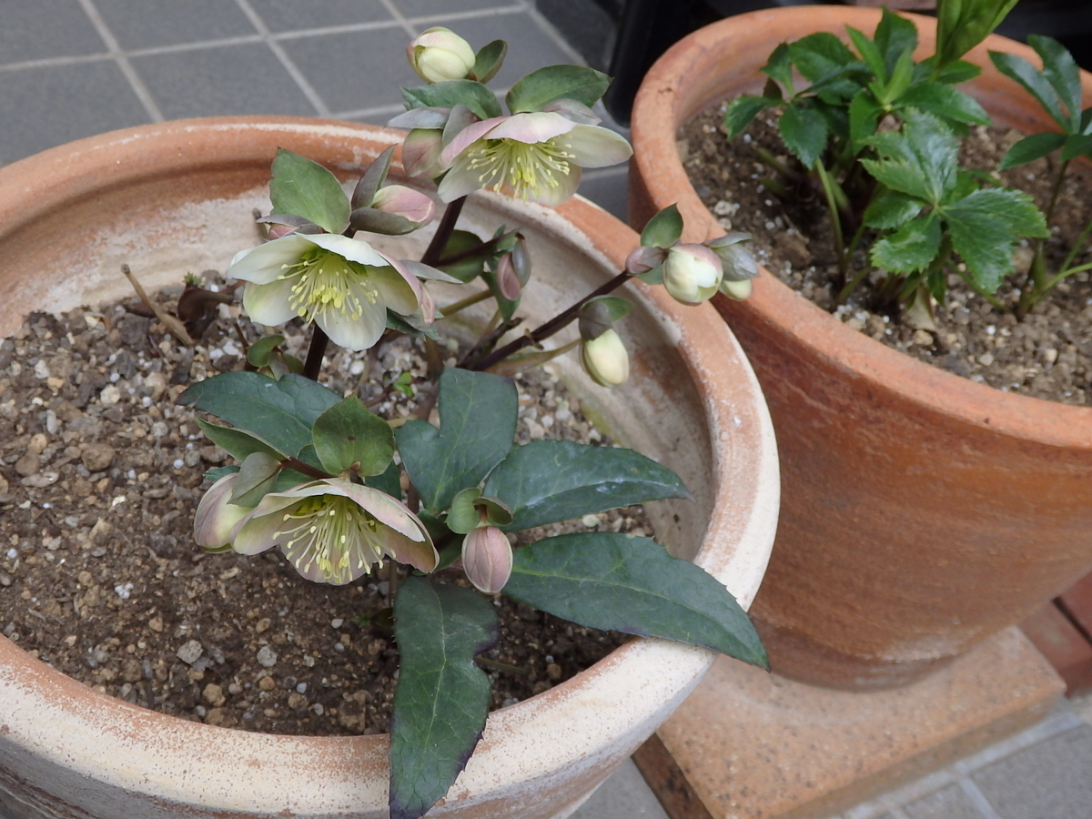 f:id:nantyatteojisan:20200220154936j:plain f:id:nantyatteojisan:20200220154936j:plain