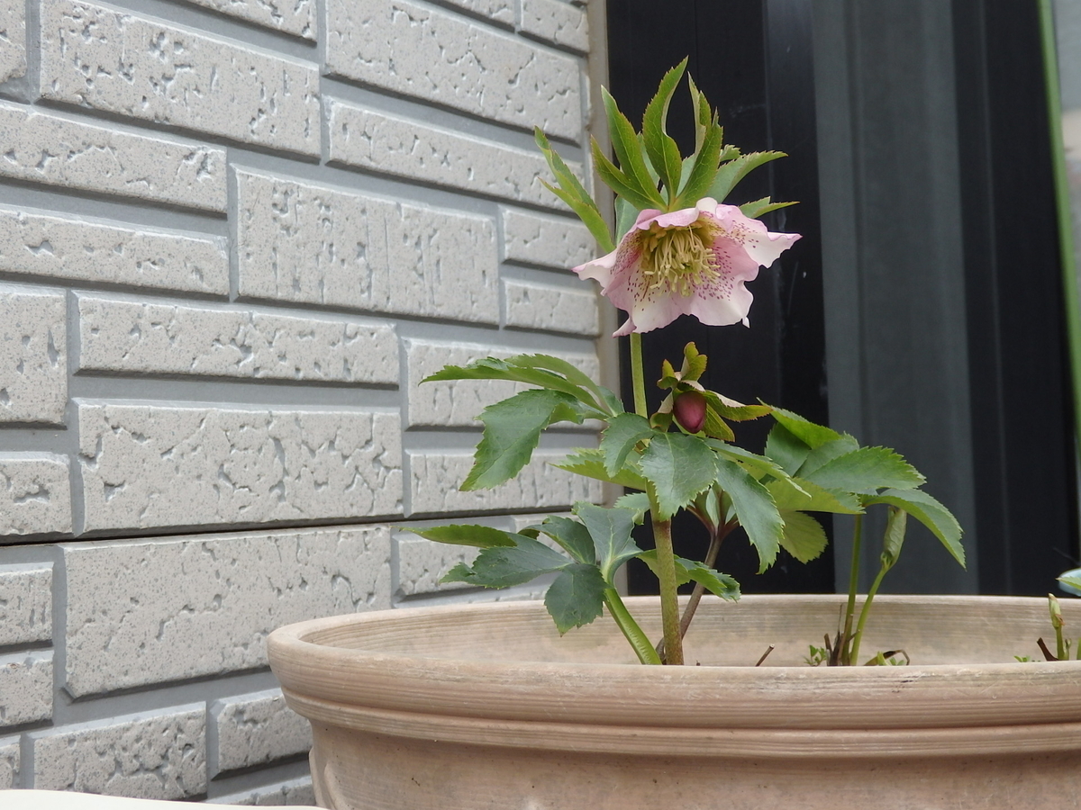 f:id:nantyatteojisan:20200220155015j:plain f:id:nantyatteojisan:20200220155015j:plain