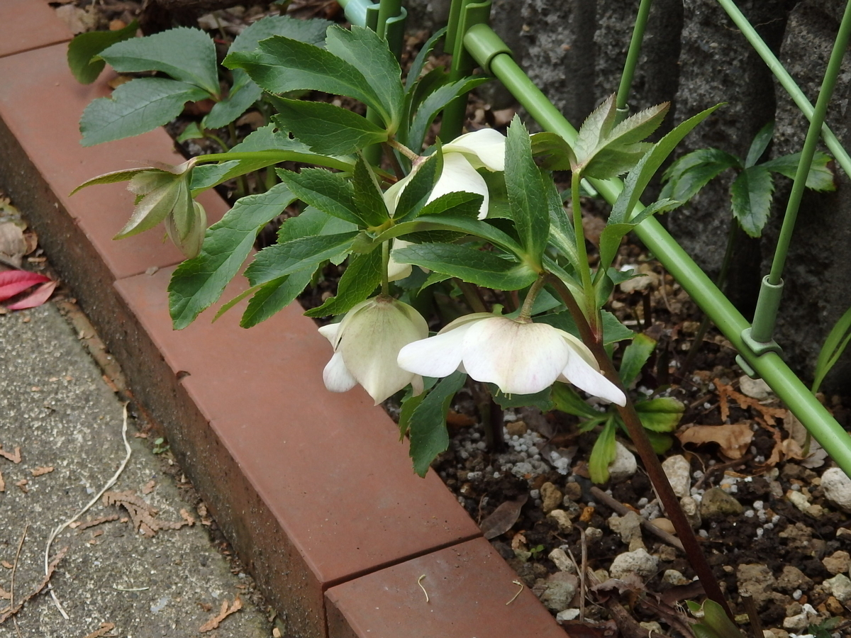 f:id:nantyatteojisan:20200220155115j:plain f:id:nantyatteojisan:20200220155115j:plain