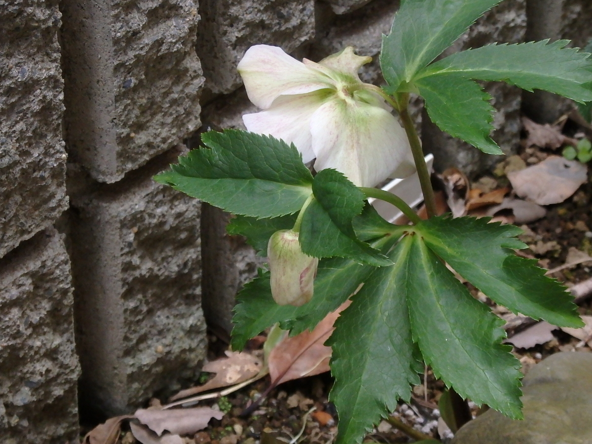 f:id:nantyatteojisan:20200220155144j:plain f:id:nantyatteojisan:20200220155144j:plain