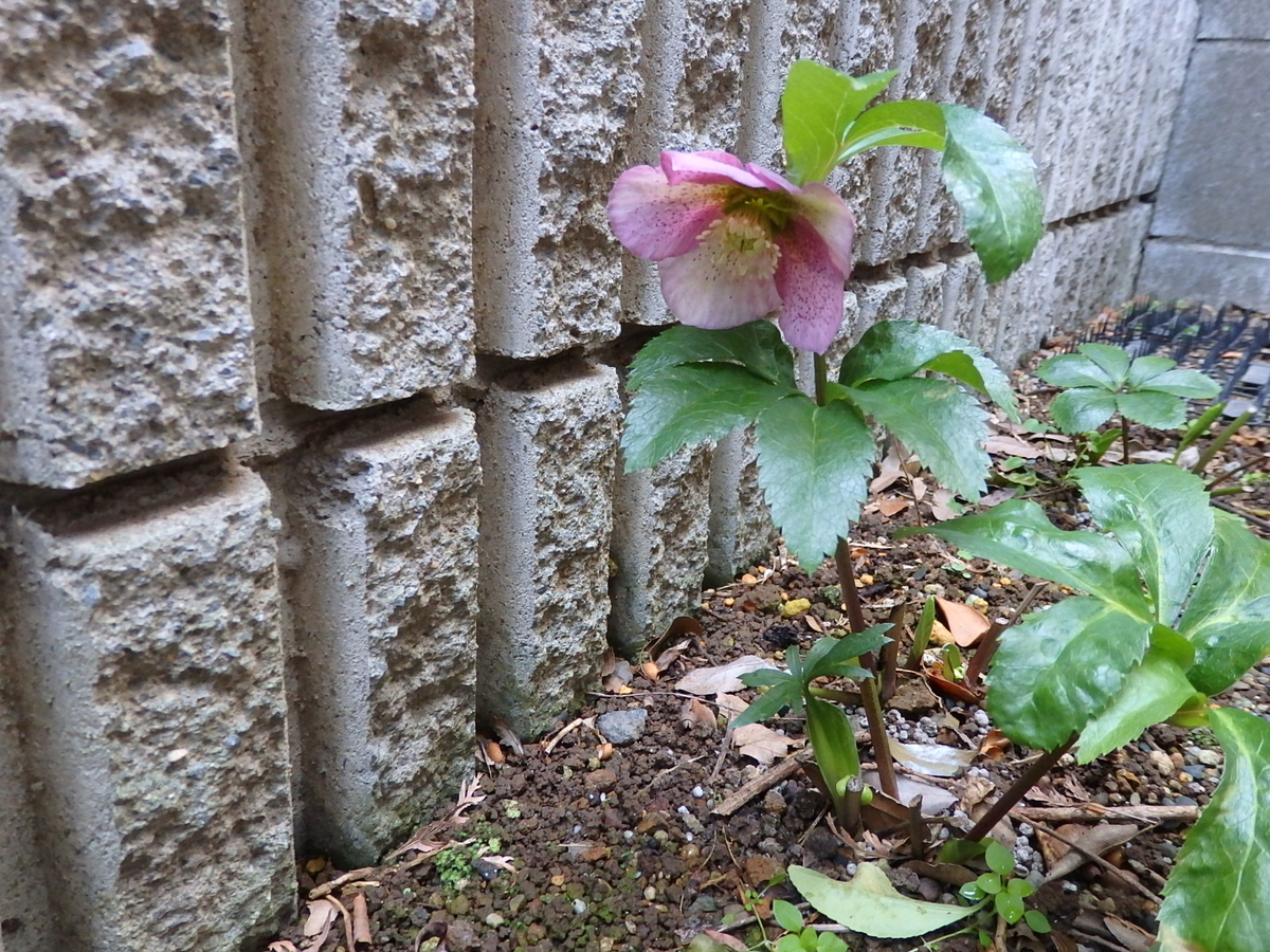 f:id:nantyatteojisan:20200301162046j:plain f:id:nantyatteojisan:20200301162046j:plain