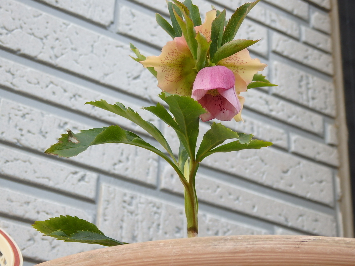 f:id:nantyatteojisan:20200301162149j:plain f:id:nantyatteojisan:20200301162149j:plain