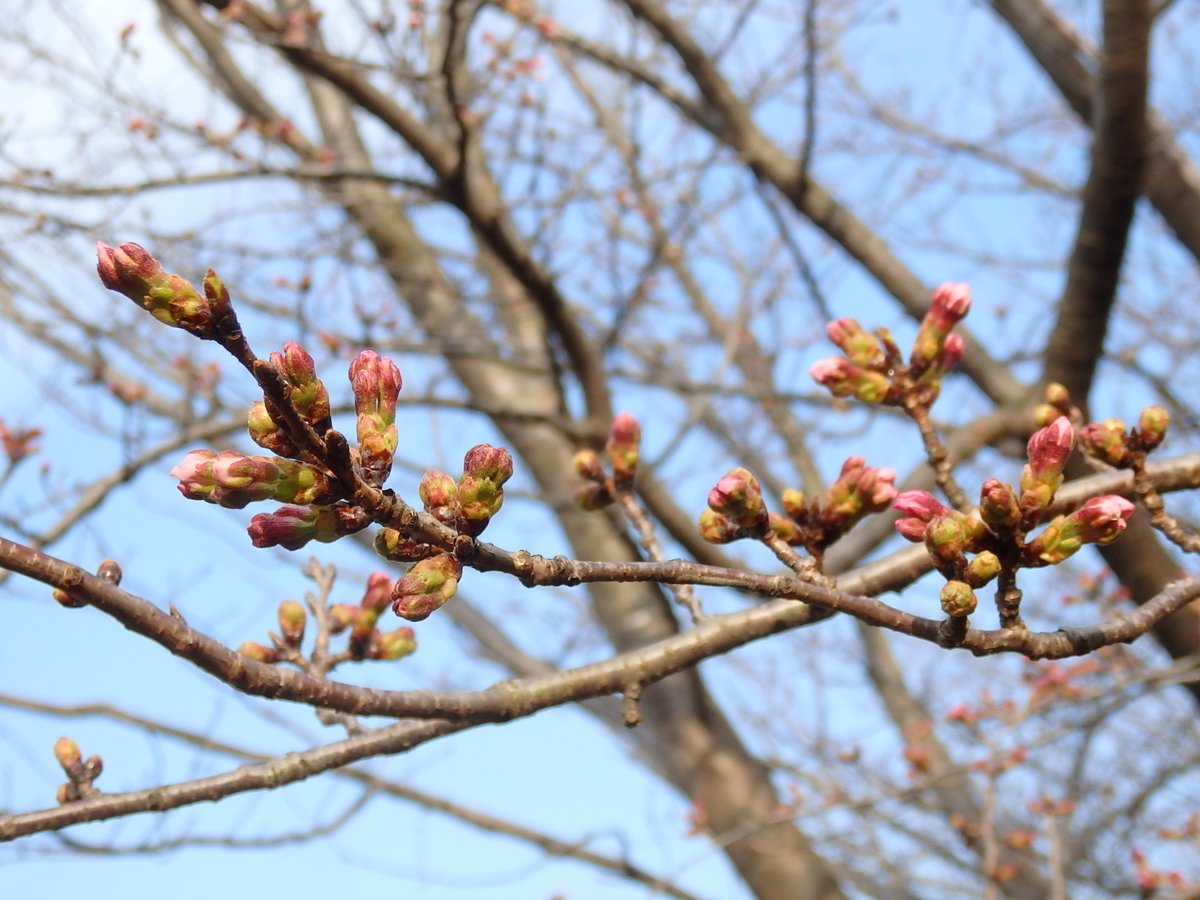 f:id:nantyatteojisan:20200319131629j:plain f:id:nantyatteojisan:20200319131629j:plain