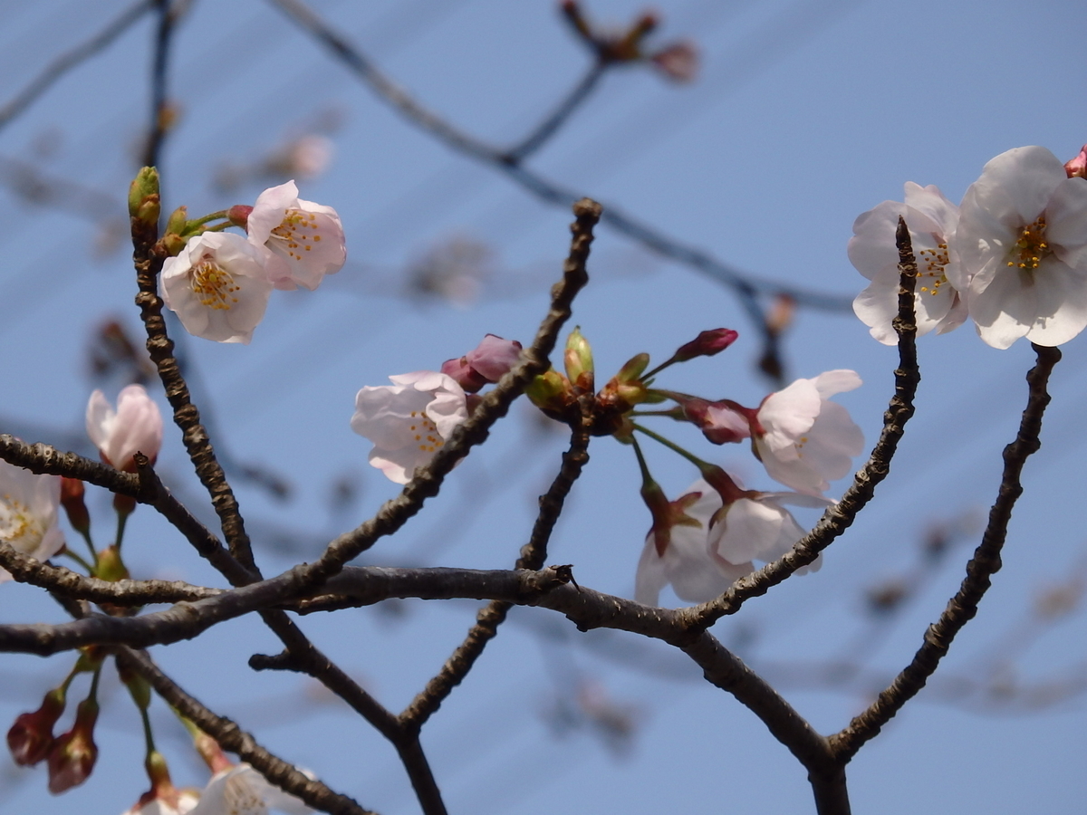 f:id:nantyatteojisan:20200323161249j:plain f:id:nantyatteojisan:20200323161249j:plain