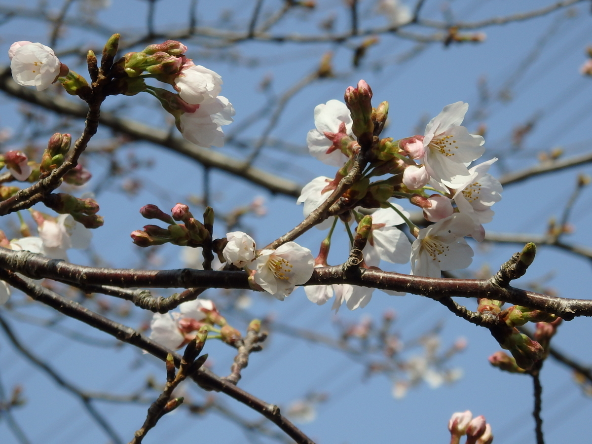f:id:nantyatteojisan:20200323161306j:plain f:id:nantyatteojisan:20200323161306j:plain