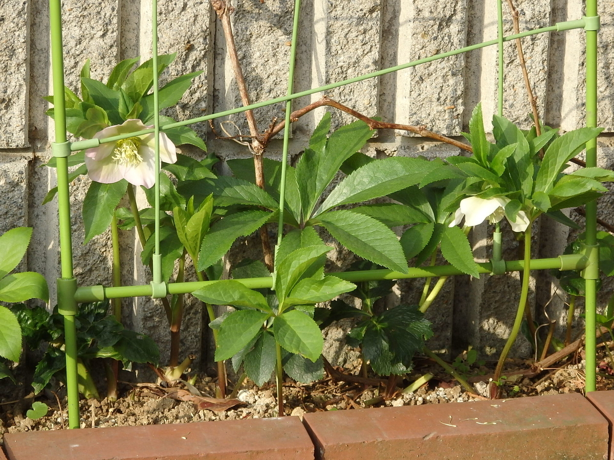 f:id:nantyatteojisan:20200323162048j:plain f:id:nantyatteojisan:20200323162048j:plain