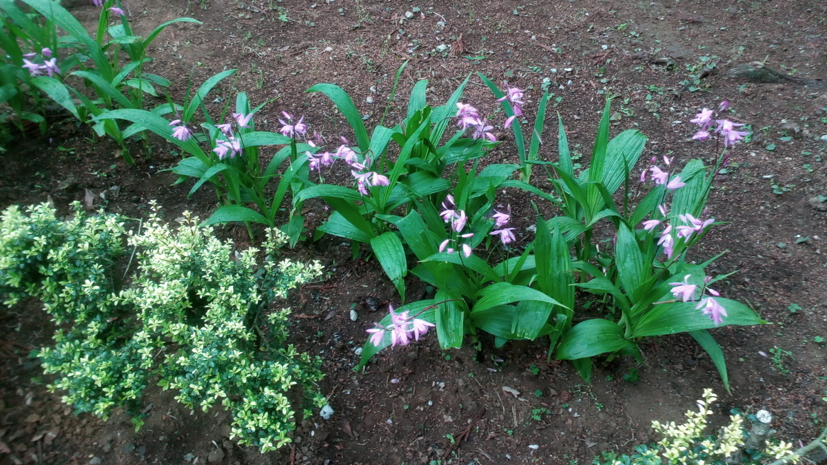 f:id:nantyatteojisan:20200511150409j:plain f:id:nantyatteojisan:20200511150409j:plain