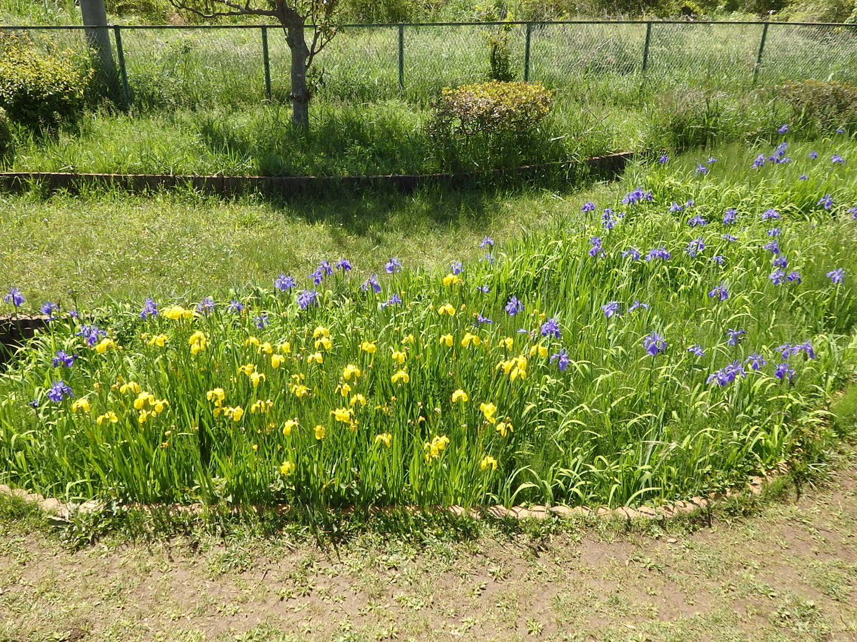 f:id:nantyatteojisan:20200514114643j:plain f:id:nantyatteojisan:20200514114643j:plain