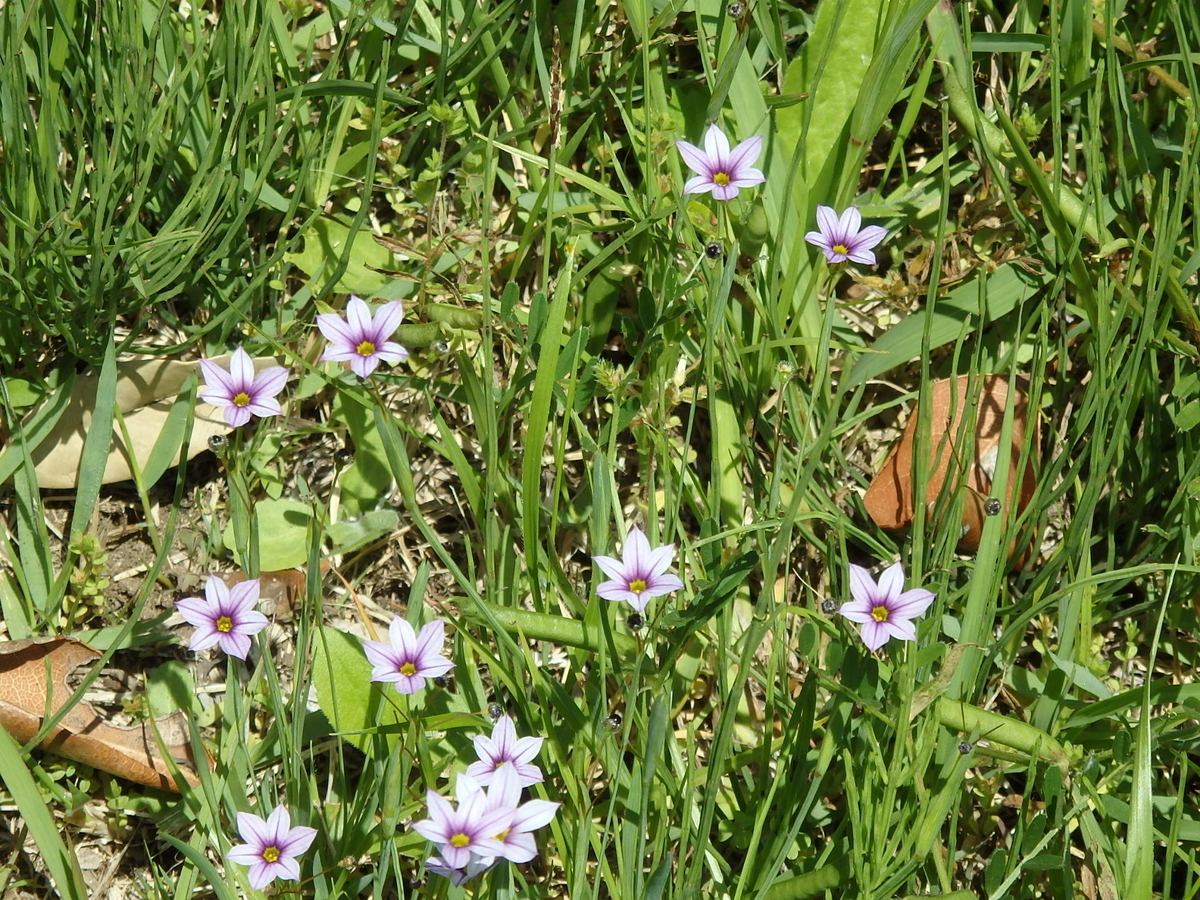 f:id:nantyatteojisan:20200514114847j:plain f:id:nantyatteojisan:20200514114847j:plain