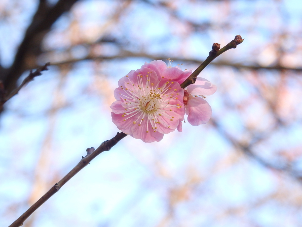 f:id:nantyatteojisan:20210311171445j:plain