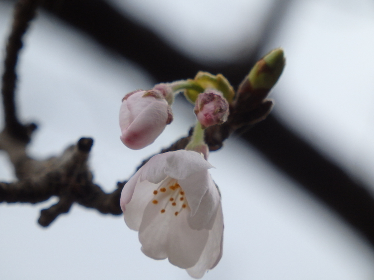 f:id:nantyatteojisan:20210321105113j:plain