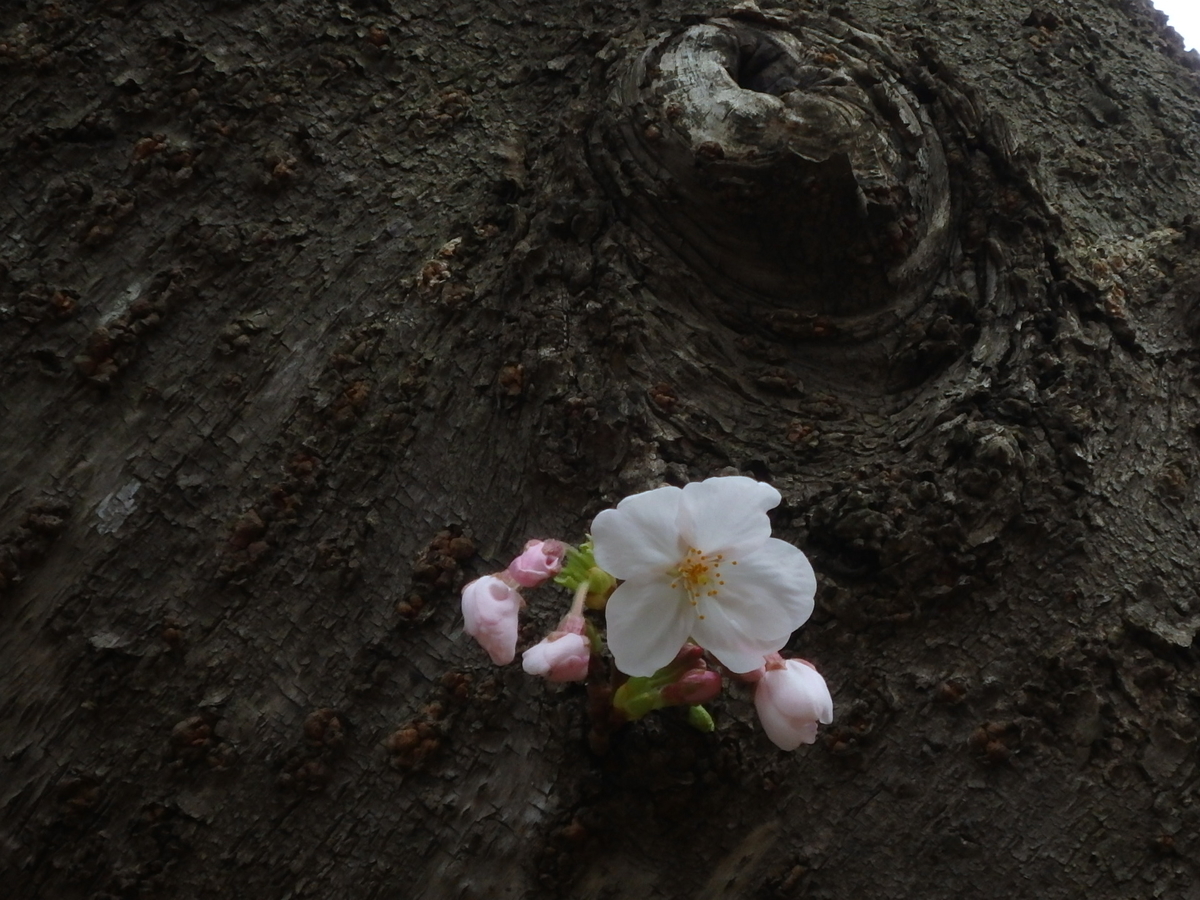 f:id:nantyatteojisan:20210321105132j:plain