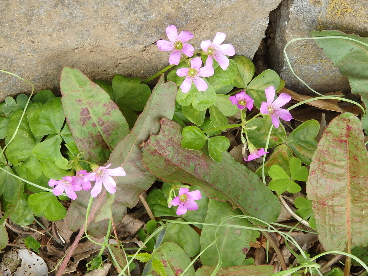 f:id:nantyatteojisan:20210321105304j:plain