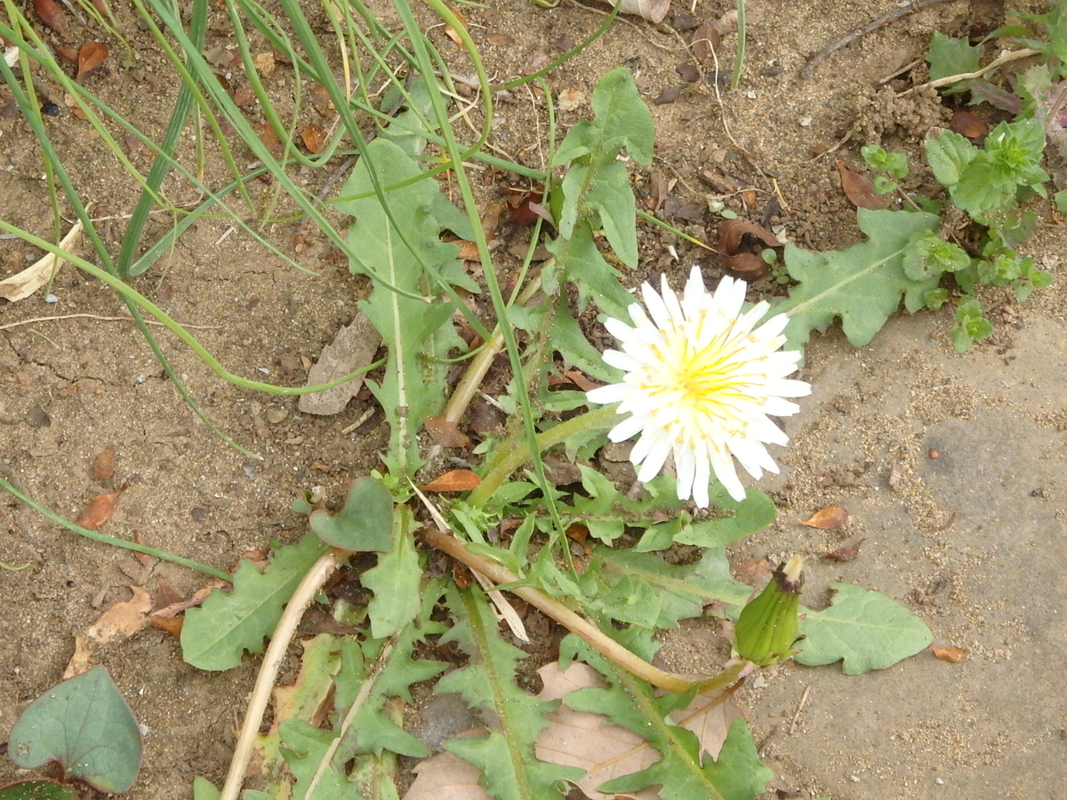 f:id:nantyatteojisan:20210321105328j:plain