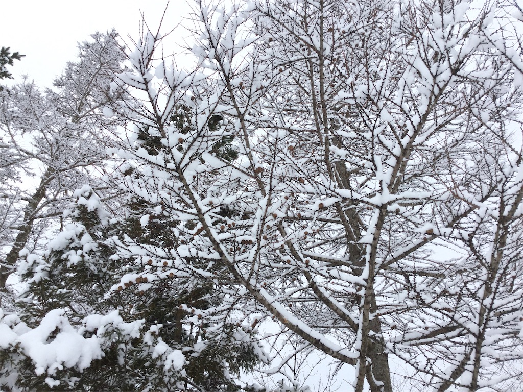 f:id:nanv:20190114112229j:image f:id:nanv:20190114112229j:image