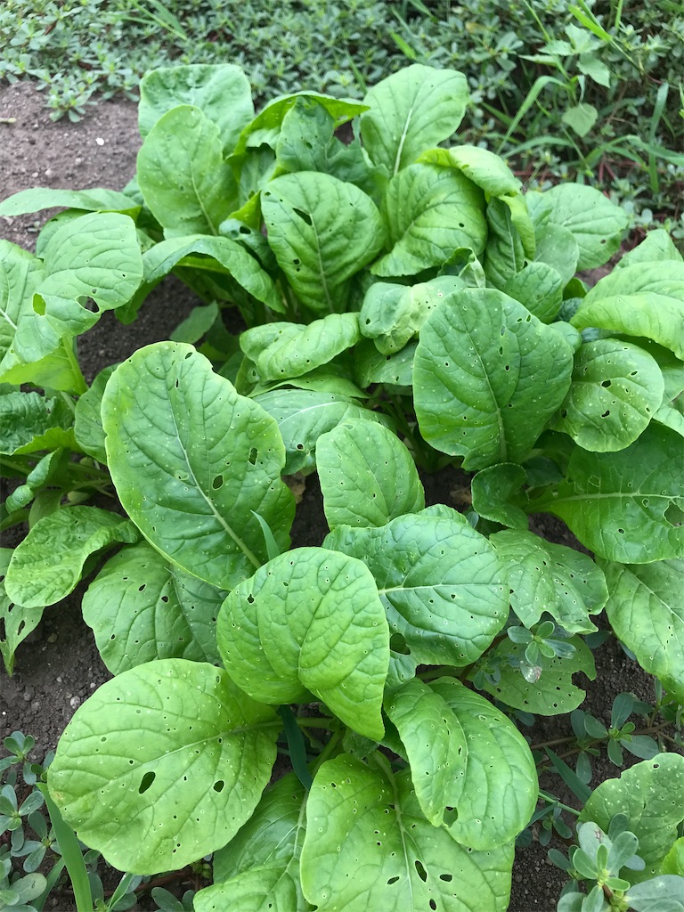 f:id:nanv:20220806122716j:image