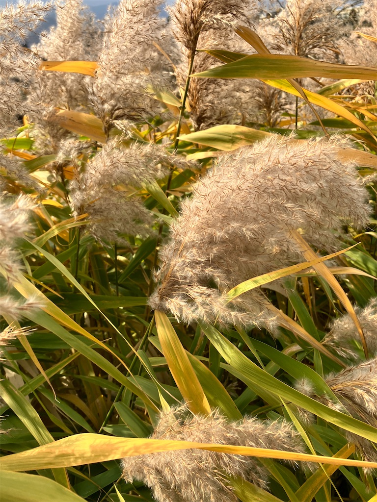 f:id:nanv:20231110064048j:image