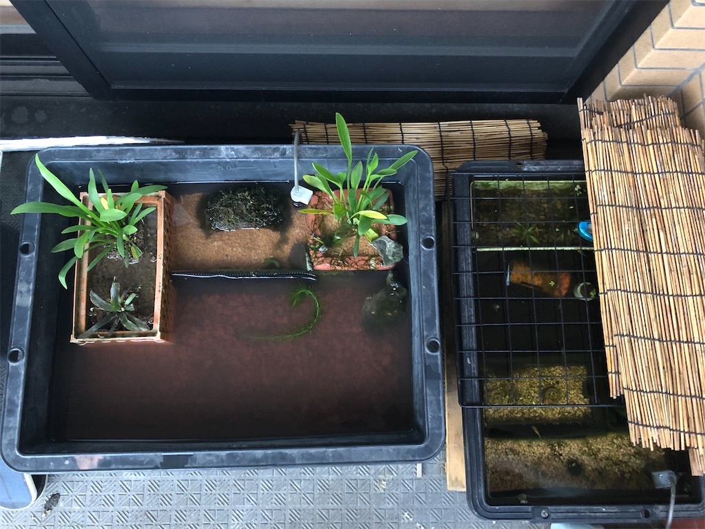 f:id:nao-neko:20220919173408j:image f:id:nao-neko:20220919173408j:image