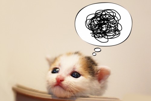1_cat