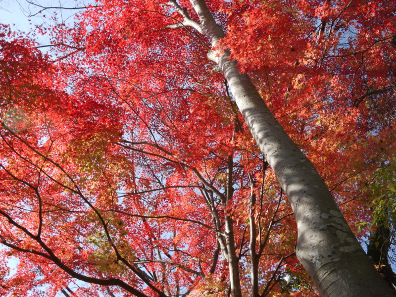 f:id:nao4486:20101128115424j:image