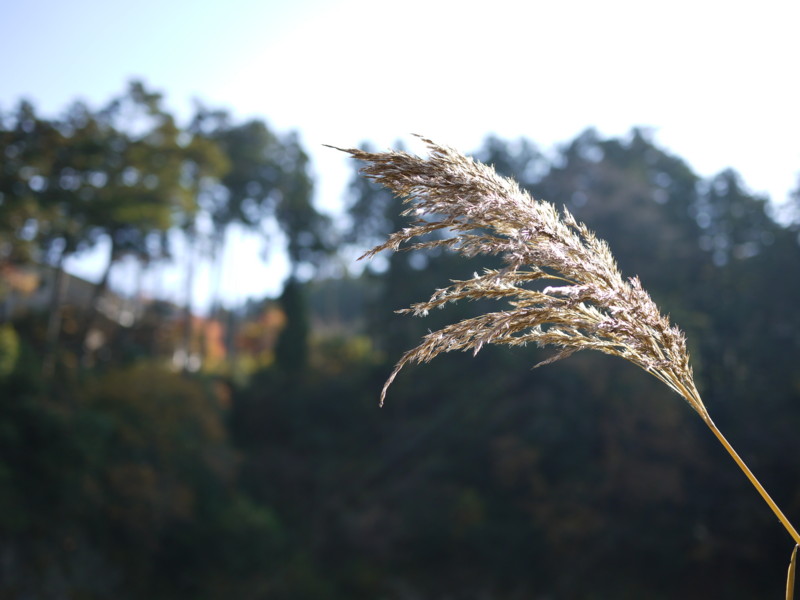 f:id:nao4486:20101128115538j:image