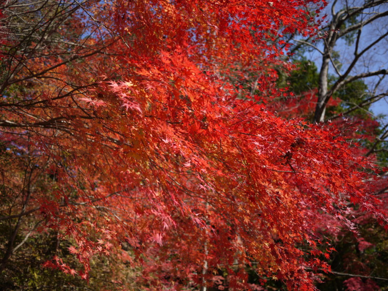 f:id:nao4486:20101128121413j:image