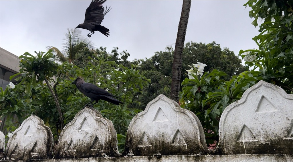 f:id:nao_trip:20241112200755j:image