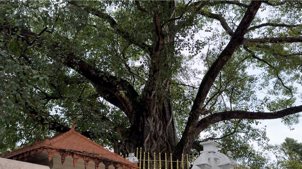 f:id:nao_trip:20241112200852j:image