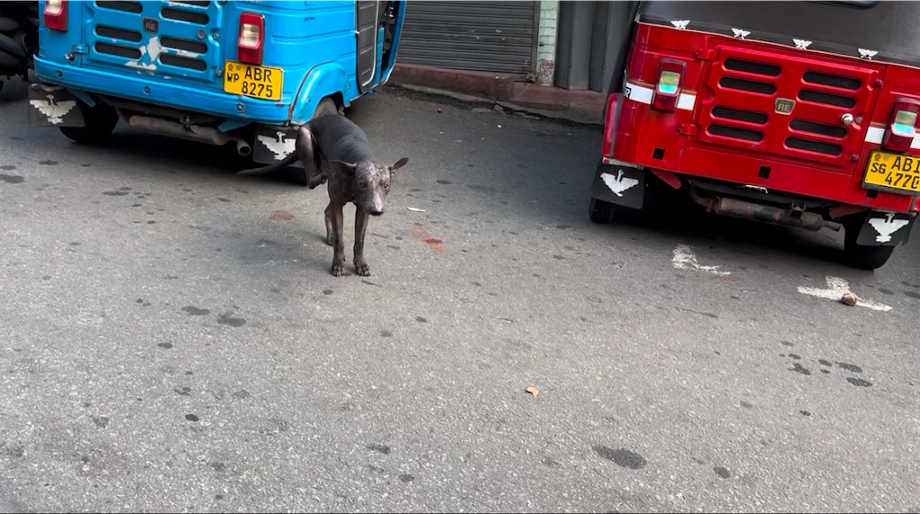 f:id:nao_trip:20241214072248j:image