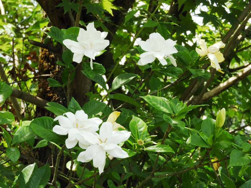 f:id:naocorda:20180922111618j:plain f:id:naocorda:20180922111618j:plain