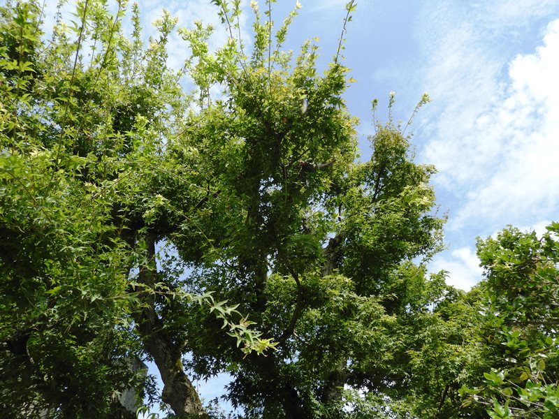 f:id:naocorda:20180925170652j:plain